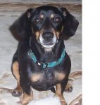 Pickle the rescue dachshund from Kansas Human Society