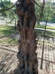 Knobbly tree for meditation