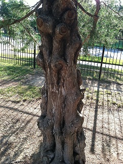 Knobbly tree for meditation