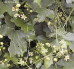 Bryonia for a dry cough