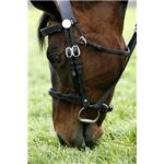 talking horse