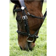 talking horse