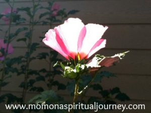 spiritual medium