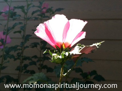 spiritual medium