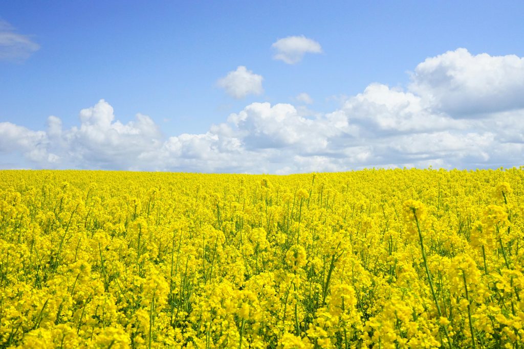 canola oil