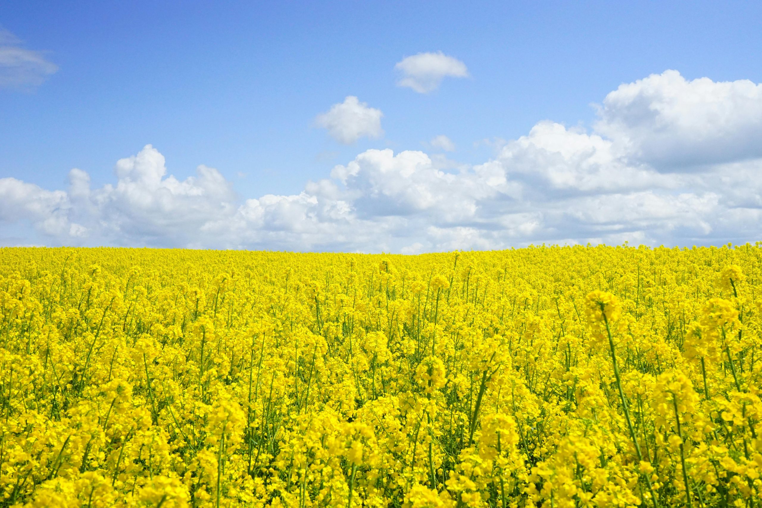 canola oil